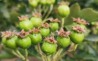 種植山楂怎么施肥，花期主施氮肥