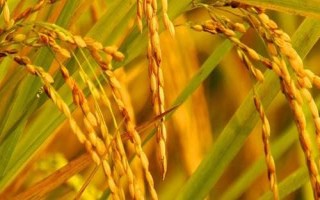 升兩優(yōu)2618水稻種子特點，每畝插足基本苗8萬以上