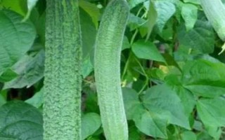耐高溫的蔬菜有哪些品種，空心菜、黃瓜、西葫蘆等品種比較耐高溫