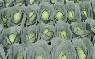 甘藍(lán)裂球的原因，品種或土壤水分不均衡等都會(huì)導(dǎo)致