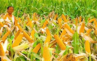 什么品種的玉米種子好，常見的有偉科702、華農(nóng)866等