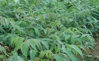 香椿矮化密植技術(shù)要點，苗長到近2米時可以摘除頂梢