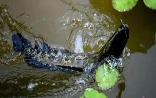 釣黑魚(yú)用什么餌料容易上鉤，可選擇自然餌料或路亞擬餌