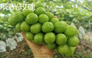 陽光玫瑰和晴王葡萄的區(qū)別，晴王葡萄是地理標(biāo)志產(chǎn)品