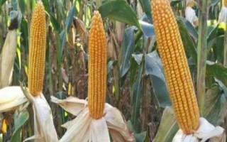 金冠597玉米種子介紹，中抗紋枯病