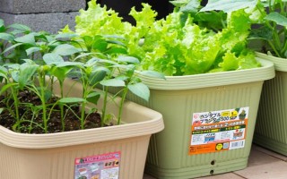 用塑料盆種菜有沒(méi)有毒，蔬菜的根系無(wú)法吸收其中的有毒物質(zhì)