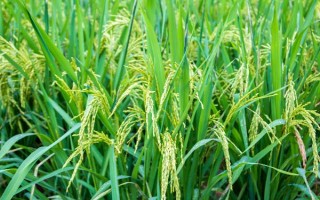 綏粳28水稻種子特征特性，香稻品種