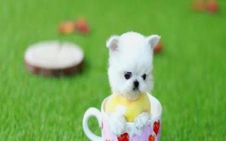 茶杯犬喂哪種食物，超過一歲主喂狗糧