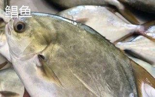 金鯧魚和鯧魚一樣嗎，不是同一種魚
