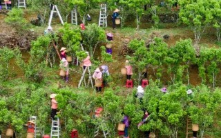 鳳凰單叢屬于紅茶還是綠茶，屬于烏龍茶