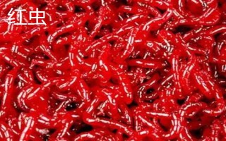 紅蟲(chóng)和紅線蟲(chóng)的區(qū)別，物種、形態(tài)和棲息環(huán)境均不同