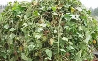 紅薯秧如何做青儲(chǔ)飼料，紅薯秧一定要粉碎處理