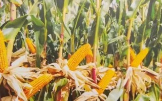 春玉米的巧種植方法，推廣種植密度每畝4000-4500株