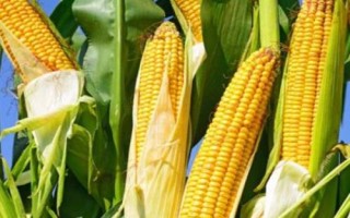 云甜玉12號玉米種子特征特性，種植密度在3300株左右為宜