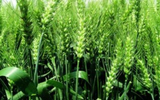 新世紀(jì)999小麥種子介紹，每畝18－20萬(wàn)基本苗