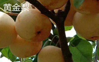 糖度最高的梨品種，不同的品種風(fēng)味也大有不同