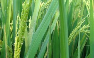 邯生3160小麥種簡介，該品種屬半冬性中熟節(jié)水品種