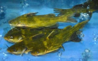 黃顙魚的產(chǎn)地，長江中下游的河流湖泊中較多
