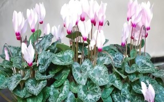 仙客來(lái)花落后如何處理，要對(duì)其進(jìn)行修剪