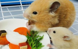 倉鼠可以吃哪些食物，可以吃小米、香蕉、桃子等