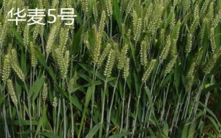 紅麥品種，包括楊麥25、農(nóng)麥88、寧麥22等種類