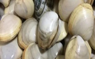 白蜆子的產(chǎn)地，主要分布于俄羅斯、日本、韓國、中國沿海等地