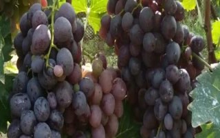 什么是玫瑰香葡萄，別稱紅玫瑰葡萄、莫斯佳、穆斯卡等