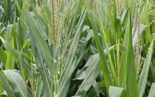 龍育11玉米種子介紹，在適應(yīng)區(qū)5月上旬播種