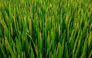 兩優(yōu)671水稻品種簡(jiǎn)介，全生育期137.7天