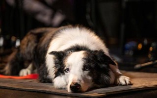 犬瘟熱的癥狀，初期其體溫可高達(dá)39.5-41℃