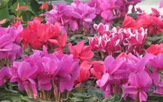 仙客來冬季花期幾天澆水一次，每隔3-5天澆一次水