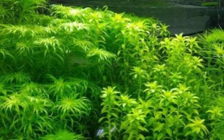 寬葉榕水草好不好養(yǎng)，很適合初次種植水草的新手