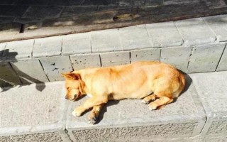 人感冒會(huì)不會(huì)傳染給狗，通常不會(huì)傳染給狗。