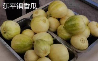 山東泰安市的水果特產