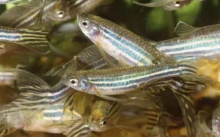 斑馬魚屬于卵生還是胎生動(dòng)物，繁殖方式為產(chǎn)卵