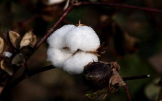 冀石83棉花品種的特性，本品種為轉(zhuǎn)基因抗蟲棉