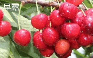 早紅珠櫻桃與福晨櫻桃品質(zhì)對比，早紅珠櫻桃一般更為優(yōu)質(zhì)