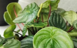 西瓜皮椒草的澆水方法，春季每隔2天澆一次水