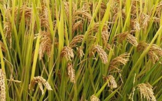 東研稻19水稻種子介紹，4月下旬播種