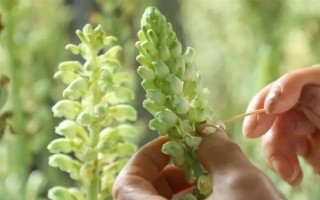 引種天麻要注意什么，當(dāng)?shù)氐臍夂驖M足條件才能種植