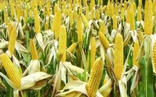 科沃846玉米種子介紹，機械播種注意勻速行駛