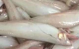 水電魚的學(xué)名，學(xué)名叫龍頭魚