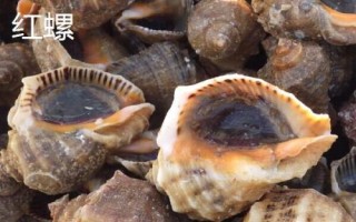 鸚鵡螺是海螺嗎，是頭足綱軟體動物不是海螺
