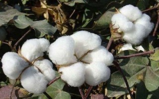 岡棉10號(hào)棉花種簡(jiǎn)介，4月上中旬播種