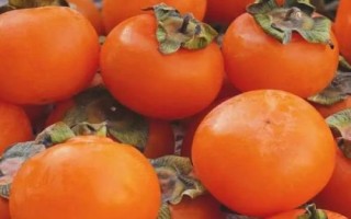 哪些農(nóng)作物在秋季成熟，包括花生、玉米、西紅柿等品種