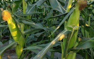 金科529玉米種子特征特性，適宜密度為3000株/畝左右