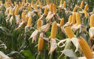 京科968玉米種子簡(jiǎn)介，4月下旬至5月上旬播種