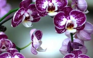 蝴蝶蘭好不好養(yǎng)，屬于好養(yǎng)的一類植物