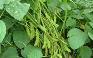 鐵豆102大豆種子簡介，生育期間加強管理