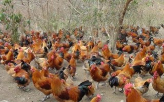 雞脫肛怎么治療，先把脫肛的雞進(jìn)行隔離